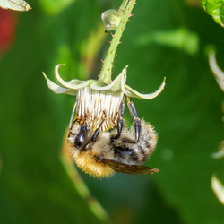 Tierfotografie